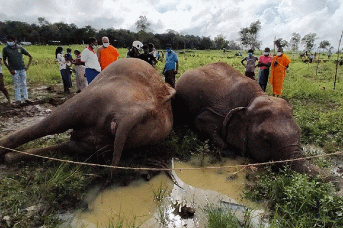 අලි මරණ පිටුපස සංවිධානාත්මක කුමන්ත්‍රණයක්